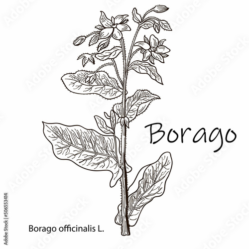 Borage.Borago officinalis hand drawn sketch. Vintage medicinal herb and spice. Blue flowers and buds retro set. Botanical vector