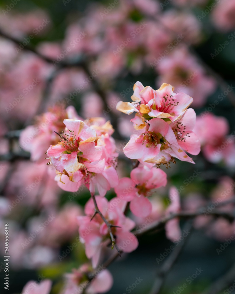 Blossom Blossom