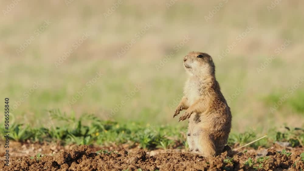 Close up shot of cute Prairie dog Close up shot of cute Prairie dog