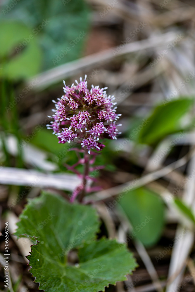 Petasites hybridus flower growing in meadow, macro Petasites hybridus flower growing in meadow, macro