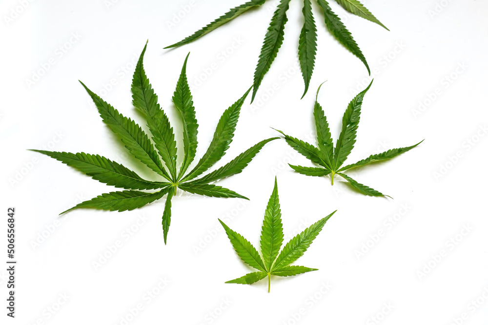 Cannabis leaf for cooking and making cannabis tea, Cannabis Sativa Cannabis leaf for cooking and making cannabis tea, Cannabis Sativa