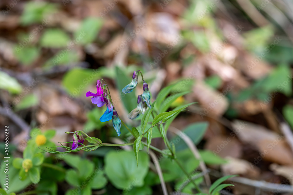 Lathyrus vernus flower in meadow Lathyrus vernus flower in meadow