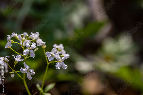 Cardamine trifolia flower growing in mountains