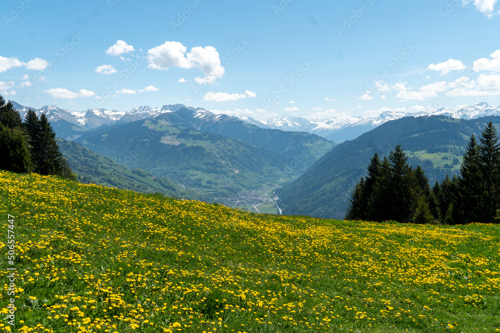 Fototapeta premium Blühende Blumenwiese und Aussicht ins Prättigau