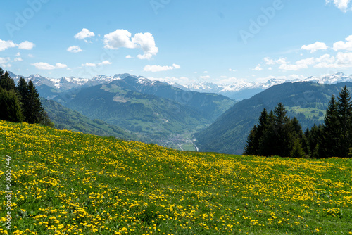 Blühende Blumenwiese und Aussicht ins Prättigau © Madeleine