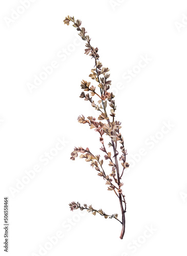 Watercolor dried wild flower wormwood isolated on white background. Hand-drawn brown branch herb for decor. Botanical antique illustration for wallpaper florist. Nature clipart