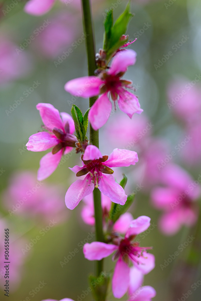beautiful blooming peach tree in spring beautiful blooming peach tree in spring
