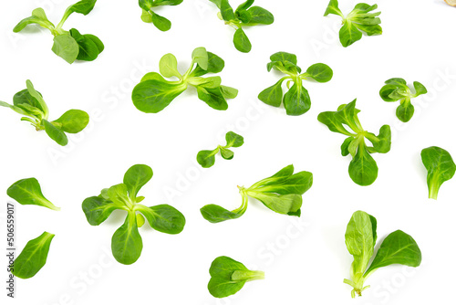 Valerianella lettuce isolated on wnhite background