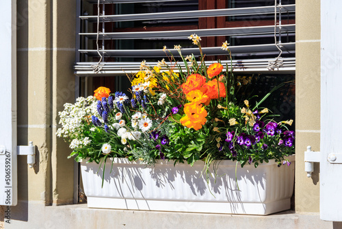 Beautiful flowers in a pot on the windowsill outside the house © olyasolodenko