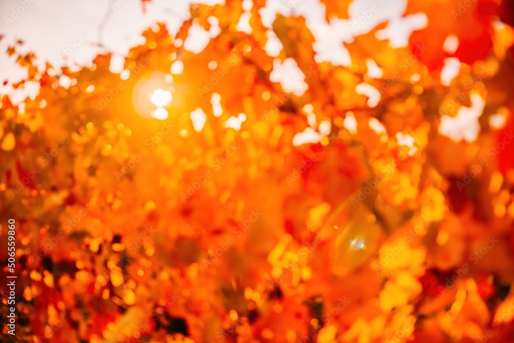 Bright autumn red orange yellow grapevine leaves at vineyard in warm sunset sunlight. Beautiful clusters of ripening grapes. Winemaking and organic fruit gardening. Close up. Selective focus. Bright autumn red orange yellow grapevine leaves at vineyard in warm sunset sunlight. Beautiful clusters of ripening grapes. Winemaking and organic fruit gardening. Close up. Selective focus.