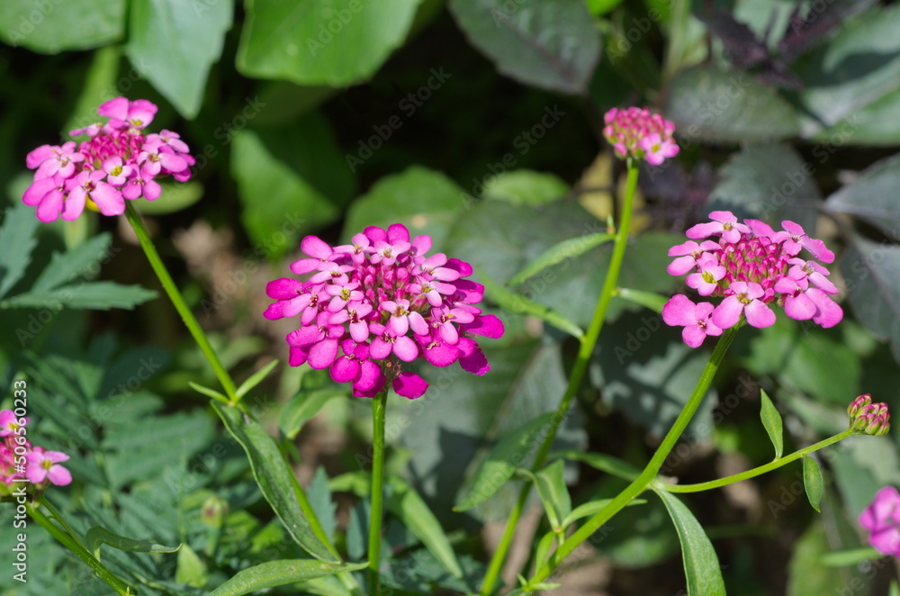 Blooming Iberis umbellata on a flower bed in the garden Blooming Iberis umbellata on a flower bed in the garden