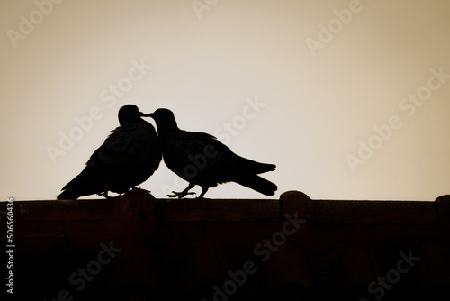 Photography Abstract Symbol, Columba livia or Two pigeons birds in love privately kissing happy on the roof of the house on a romantic Valentine's Day under the shadow silhouette