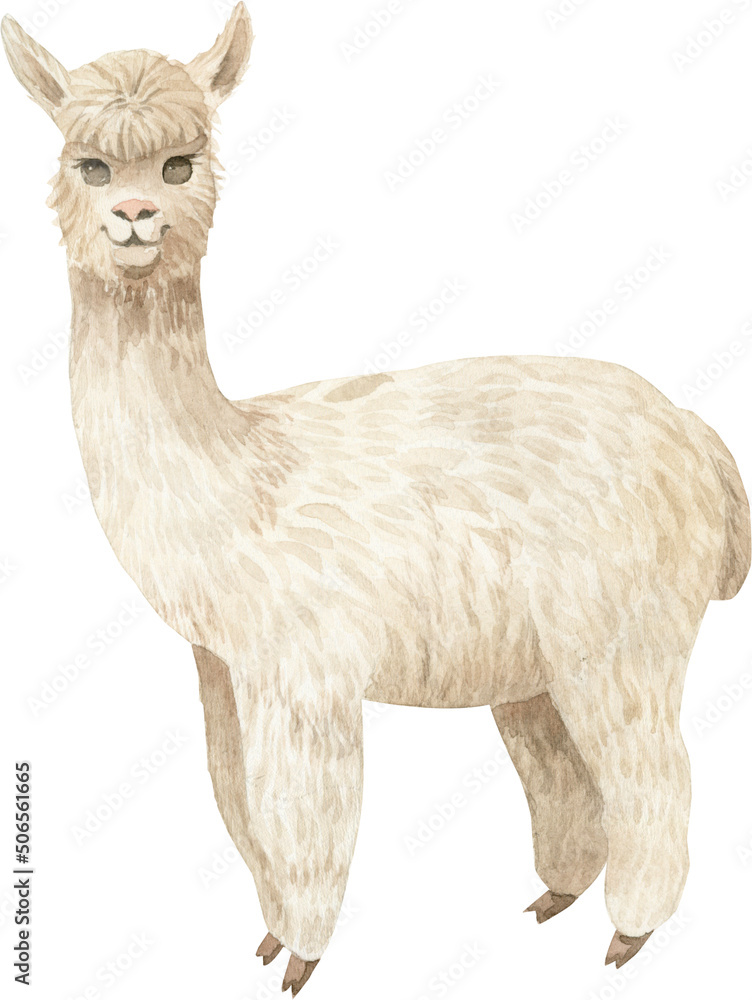 Obraz premium Alpaca (llama) hand painted watercolor illustration - cute and funny.