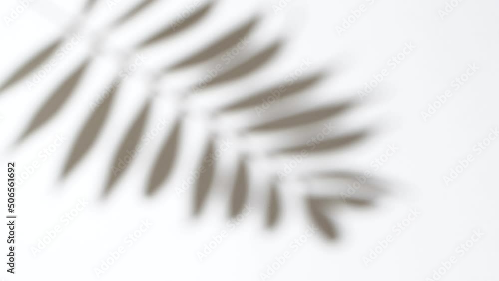 Close-up palm tree leaves silhouette shadow on wall, nature abstract background Close-up palm tree leaves silhouette shadow on wall, nature abstract background