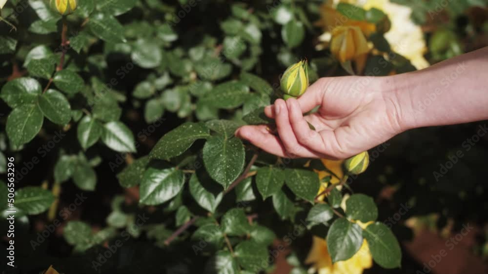 Rose bushes close up. Gardener gently touching, caring and hand checking for pest damages. Agriculture. Rose bushes close up. Gardener gently touching, caring and hand checking for pest damages. Agriculture.