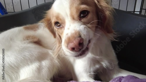 Cute kokoni dog is licking his face in slow motion