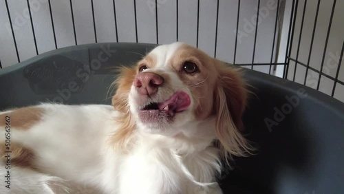 Cute kokoni dog is licking his face in slow motion