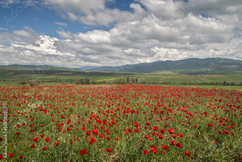 A bright red poppy field with a mountain range on the horizon. Aesthetic rural tourism