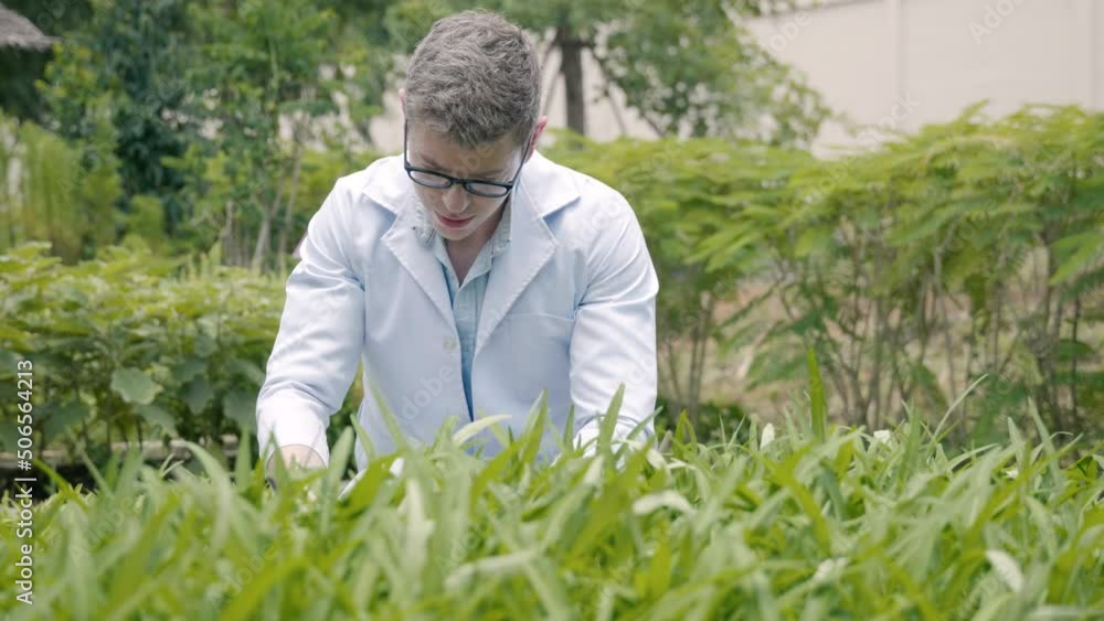 Biotechnology man engineer examining plant leaf for disease, Professional researcher agriculture scientist working to organic vegetable plant in greenhouse, analyze research quality Biotechnology man engineer examining plant leaf for disease, Professional researcher agriculture scientist working to organic vegetable plant in greenhouse, analyze research quality