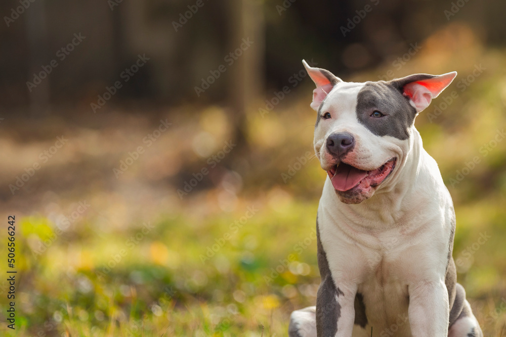 positive pit bull puppy on the lawn