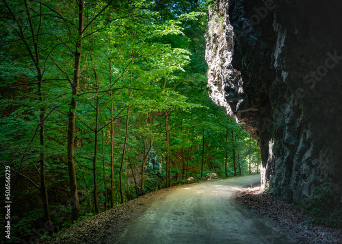 Road in nature. Mountain  forest and sunlight.