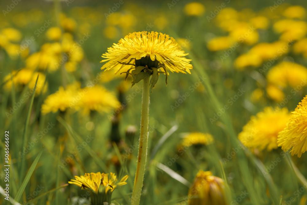 dandelions in the meadow . field with dandelions dandelions in the meadow . field with dandelions