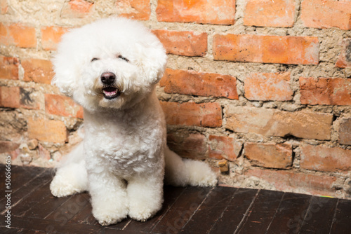 Fotografiet bichon frise dog sits on a floor near a brick wall