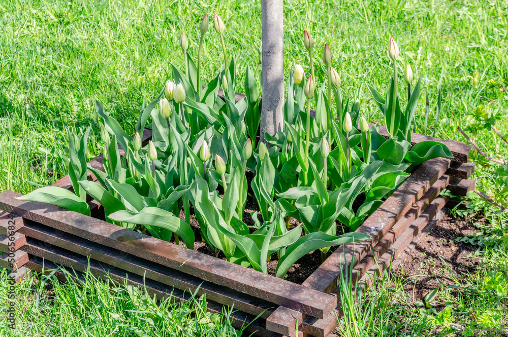 Fototapeta premium unopened tulips in a flower bed