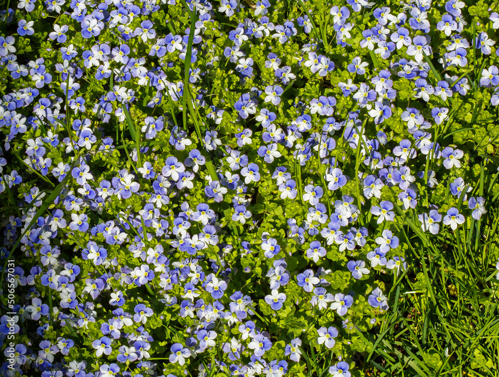 Veronica threadlike flower. (Latin Veronica filiformis). It is a herbaceous plant. It is widely distributed in the mountain meadows of Europe. One of the most aggressive species that can easily grow o