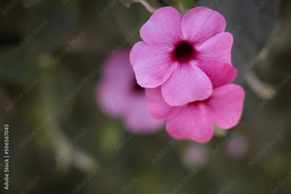 Black-eyed Susan Vine . Lavender Magenta . 3 blooms . frontal view . close up Black-eyed Susan Vine . Lavender Magenta . 3 blooms . frontal view . close up