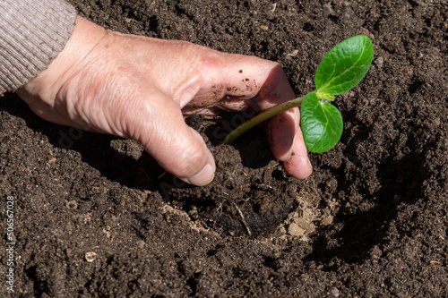 planting a green sprout in the ground