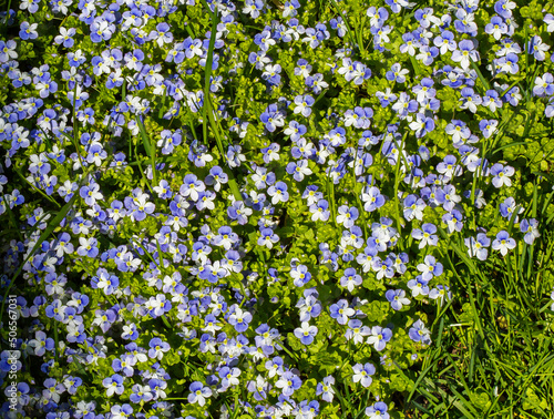 Veronica threadlike flower.  Latin Veronica filiformis . It is a herbaceous plant. It is widely distributed in the mountain meadows of Europe. One of the most aggressive species that can easily grow o