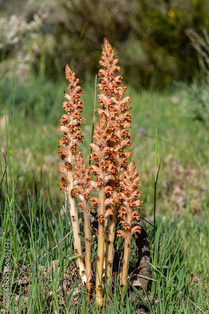 Fototapeta premium Orobanche rapum-genistae. Wolf asparagus plants with their erect stems and spike-shaped flowers.
