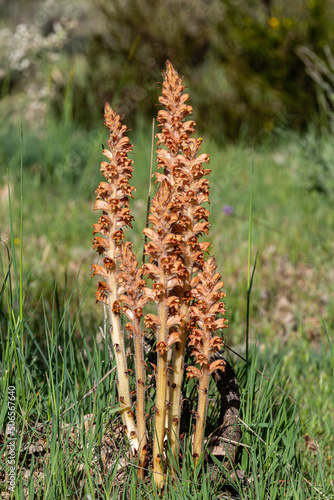 Orobanche rapum-genistae. Wolf asparagus plants with their erect stems and spike-shaped flowers. photo
