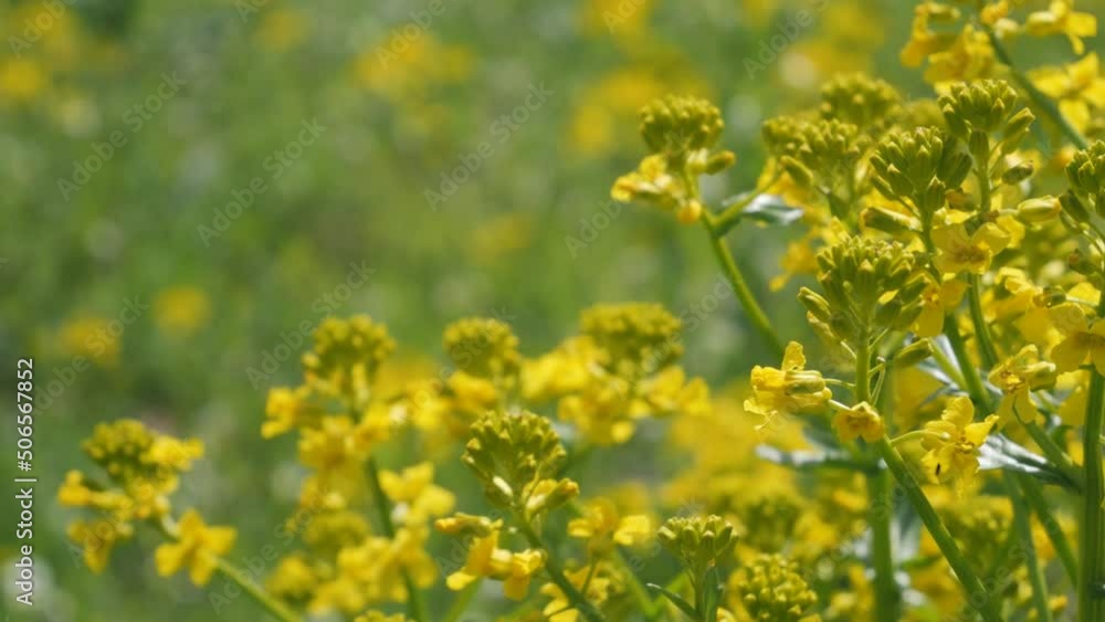 Yellow rapeseed flowers sway in the wind in a field. Summer nature background Yellow rapeseed flowers sway in the wind in a field. Summer nature background