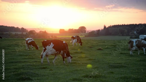 Unbelievable sunset over a green meadow with several cows grazing. Handheld static shot with no movement photo