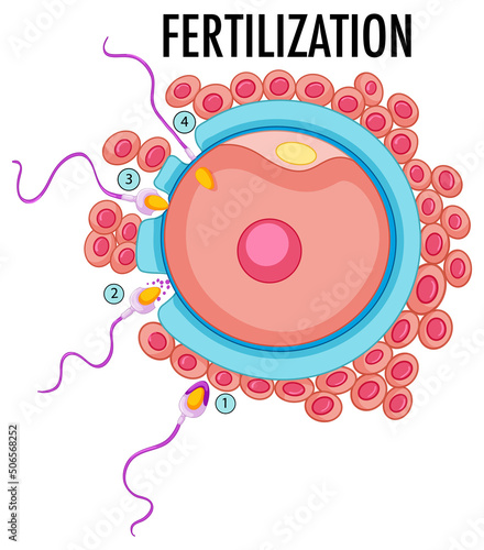 Diagram showing fertilization in human