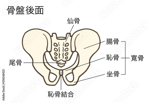 骨盤の後面、寛骨、仙骨、腸骨、恥骨、坐骨、名称あり photo