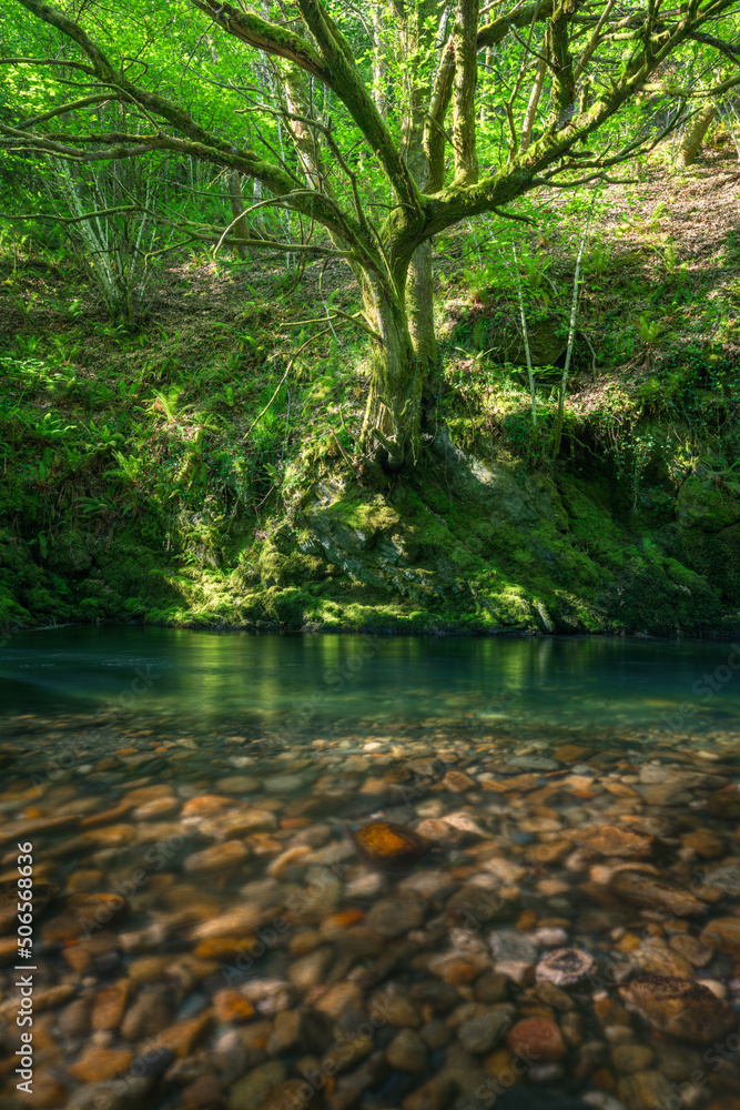 A mystical oak tree over a pool of green water with reddish pebbles on the shore