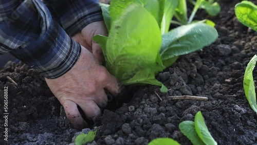gardener's hands planting seedlings of organic chinese cabbage in vegetable garden