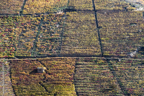 Obraz na plátně Extensive Mencía grape vineyards terraced on sloping hillsides