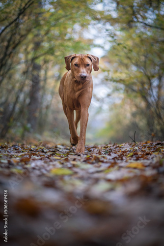 Running into the forrest. Autumn wibe photo