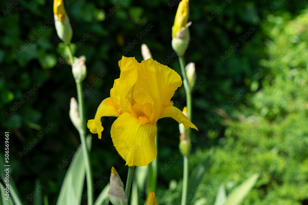yellow iris flower on green background yellow iris flower on green background