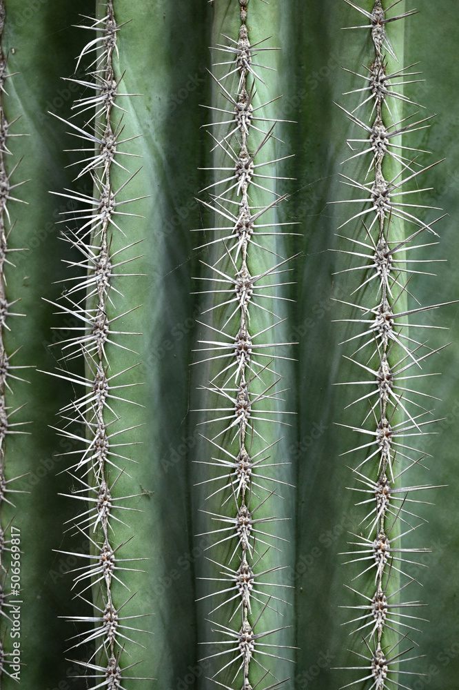 Close-up of huge cactus with giant big thorns. Prickly cactus