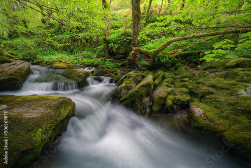 Mossy rocks and large trees crossed by a stream of water