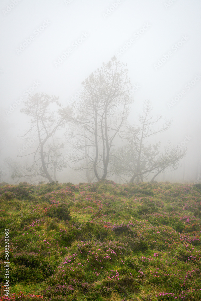 Pine trees and heather with magenta flowers in the mist Pine trees and heather with magenta flowers in the mist