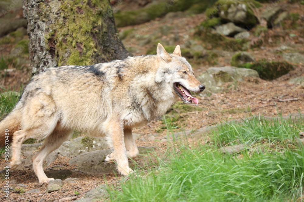 Fototapeta premium Eurasischer Wolf