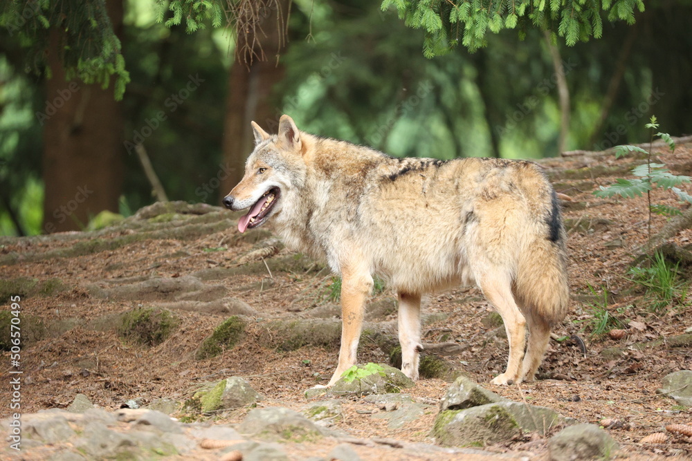 Eurasischer Wolf Eurasischer Wolf
