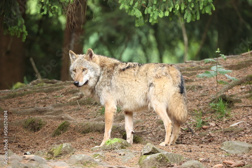 Obraz na plátně Eurasischer Wolf