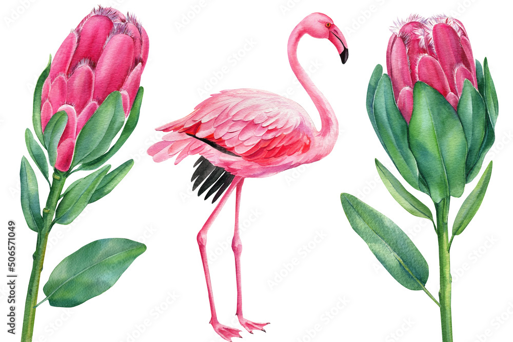 Tropical flower and pink bird on isolated white background, watercolor illustration.